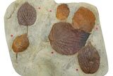 Wide Plate with Six Fossil Leaves (Three Species) - Montana #262520-1